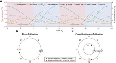 Mathematical modeling of temperature-induced circadian rhythms